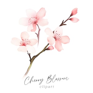 Clipart di fiori di ciliegio, acquerello floreale PNG rosa Blush fiori primaverili Download digitale uso commerciale grafica botanica per inviti