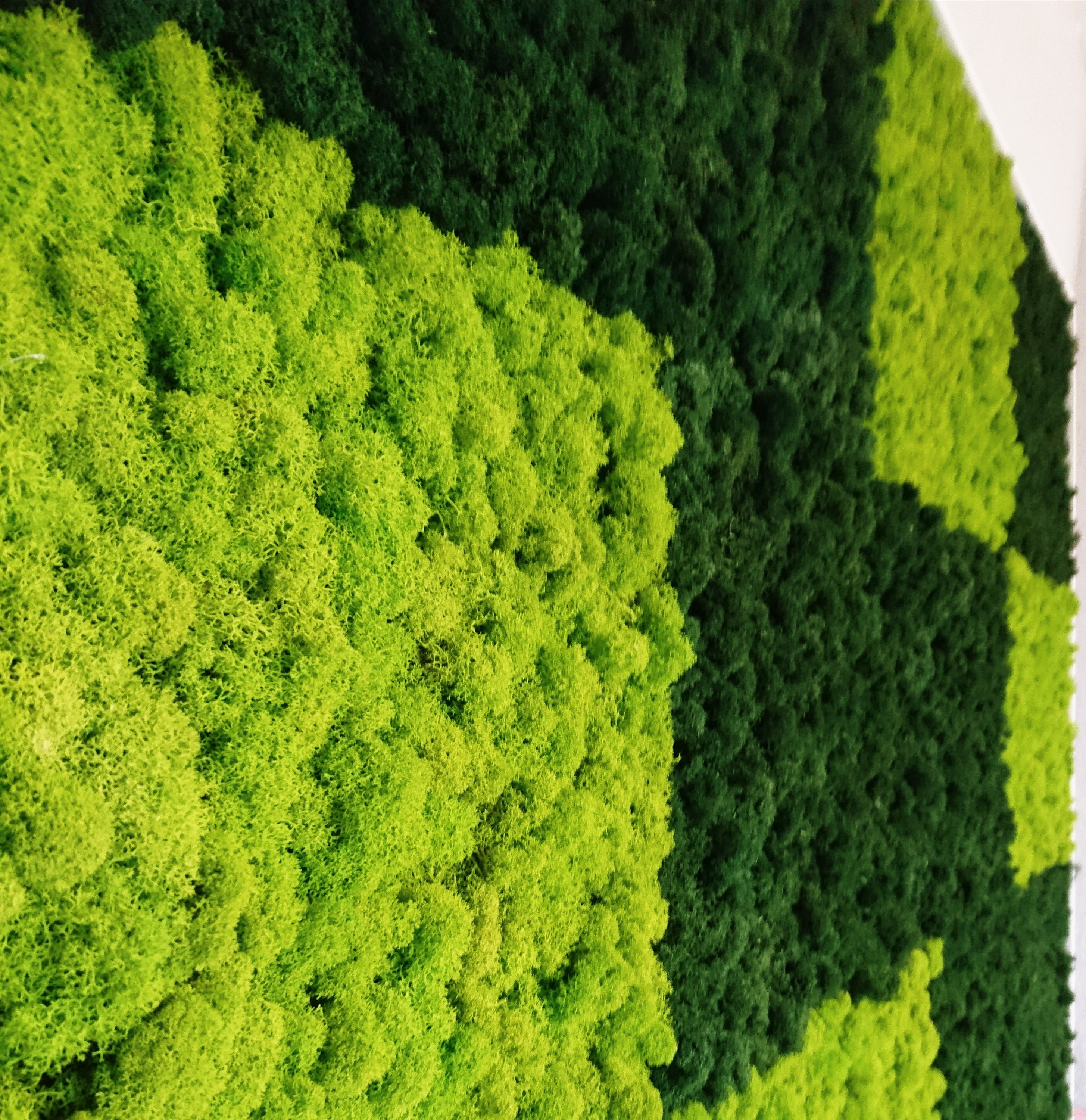 Large Moss Wall Art / Living Wall Art / House Jungle / Large Moss Frame /  Green Wall Decor / Maintenance-free Plant One Piece 50x100 Cm 