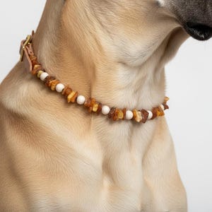 Könnte beinhalten: Ein Hund mit einem Halsband aus Bernstein und weißen Perlen. Das Halsband besteht aus natürlichen Bernsteinen und weißen Perlen, die auf einem Lederband mit einer goldfarbenen Schnalle aufgereiht sind. Der Hund hat hellbraunes Fell.