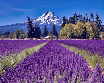 Mount Hood Oregon Lavender Fields Photo Print Wall Art  | Oregon Landscape Photography | Oregon Home Decor Canvas Photo, Framed Picture