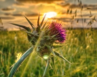 Thistle and Sunrays at Sunset Print | Israel Wildflower Wall Art | Dreamy Golden Hour Botanical Decor