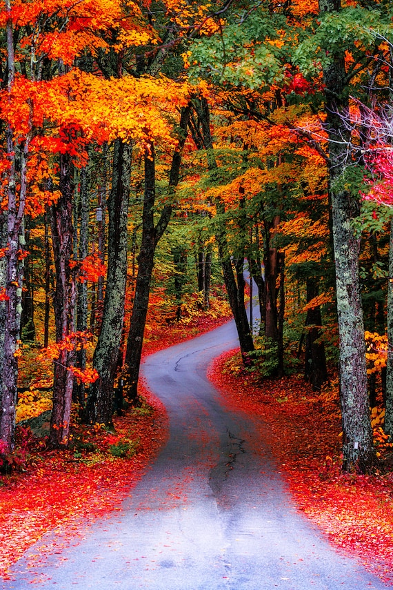 New Hampshire Fall Foliage Print - Winding Road Wall Art | NH