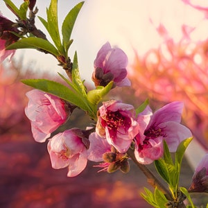 Israel: Nectarine Spring Blossom | Israel Nature | Flowers | Floral | Israel Landscape  (Art Print, Landscape Photography) Canvas/Metal