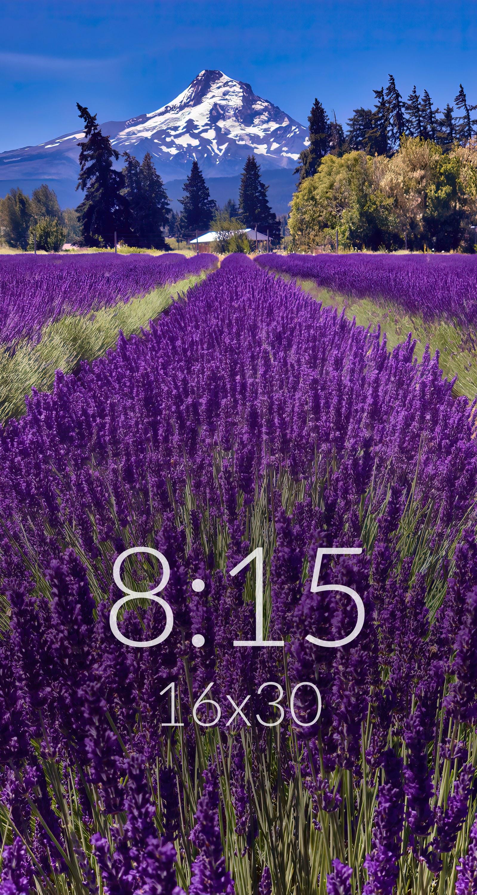 Mount Hood Lavender Fields Photography Print | Hood River Oregon