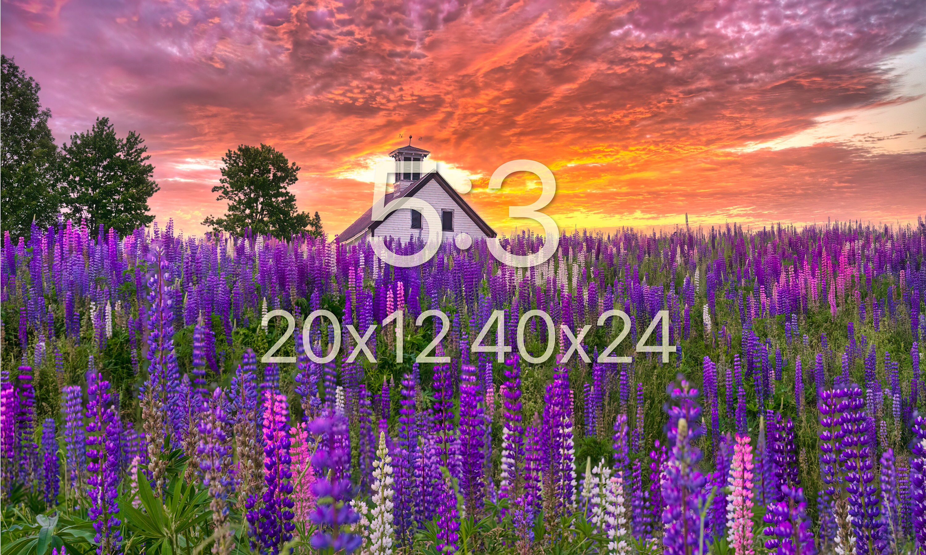 Maine Coast Lupine Field and Barn Photo Print - Maine Spring