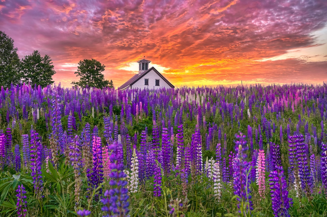 Maine Coast Lupine Field and Barn Photo Print Maine Spring Flowers Wall