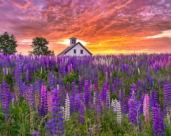 Maine Coast Lupine field and barn Photo Print - Maine Spring Flowers Wall Art  - Wild Flowers Picture - Floral Photo Art