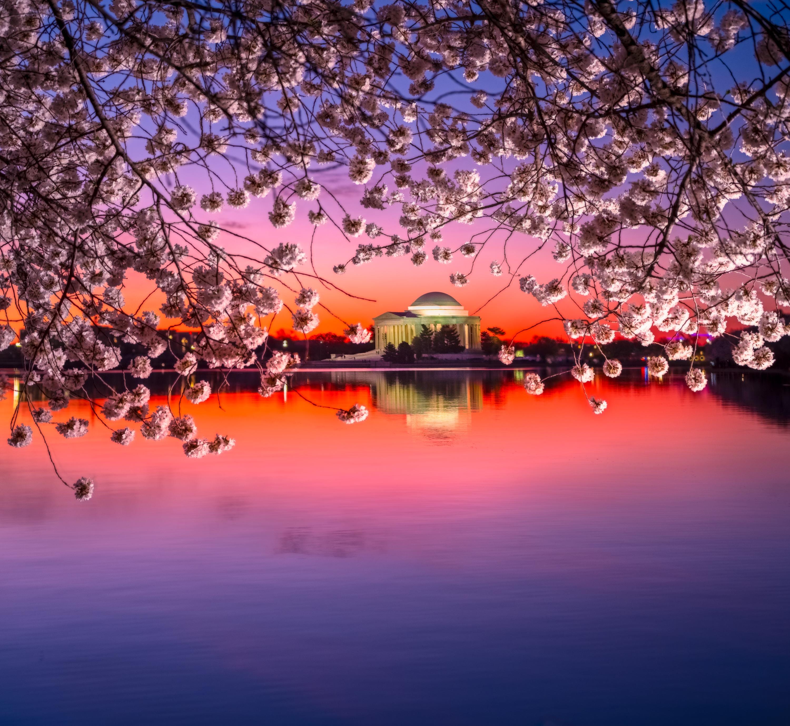 Jefferson Memorial Cherry Blossom Print | Tidal Basin Washington
