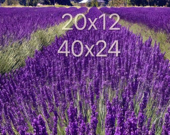 Mount Hood Oregon Lavender Fields Photo Print Wall Art | Oregon