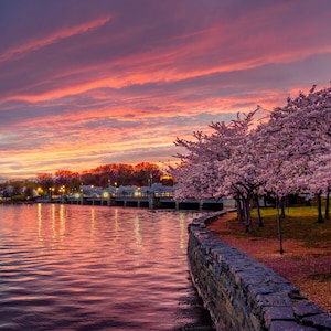 Cherry Blossom Photo Print, Washington DC Tidal Basin (Sunset Colors)