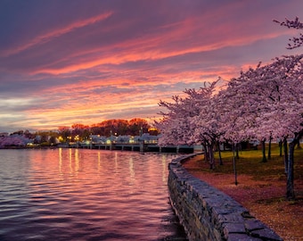 Fotografía impresa de los colores del atardecer en flor de cerezo / Arte mural de Tidal Basin, Washington D.C. / Lienzo, metal o enmarcado