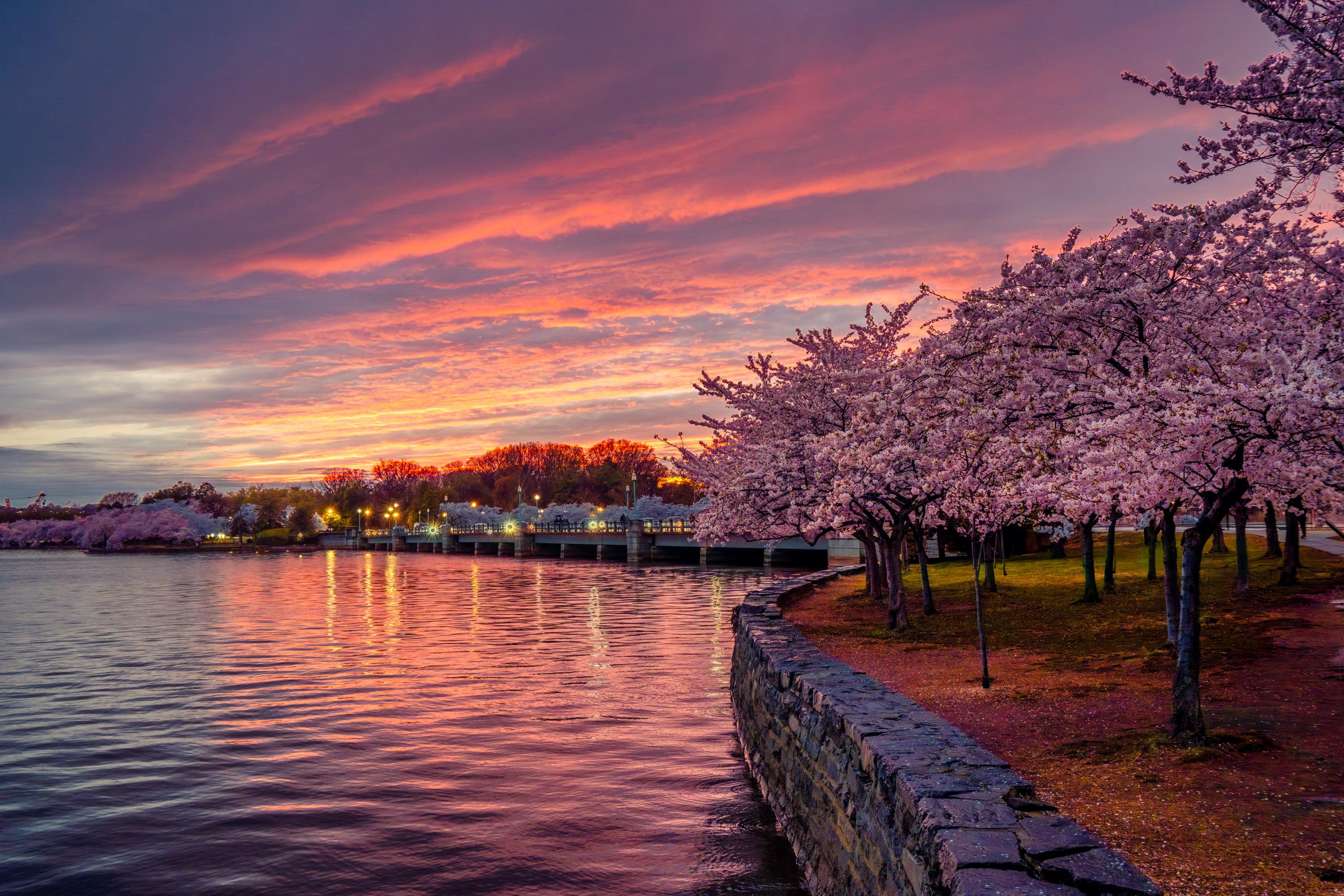 Cherry Blossom Sunset Colors Photography Print | Tidal Basin