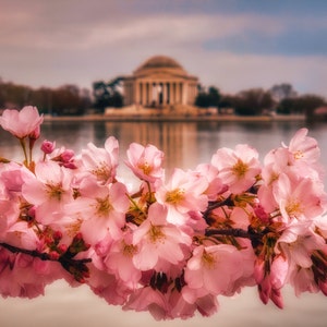 Jefferson Memorial Print Tidal Basin Sunrise National Mall Landscape Photography Washington DC Photography Capitol