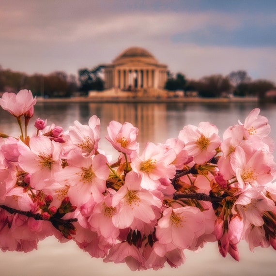 Washington Capitals Cherry Blossom, Custom prints store