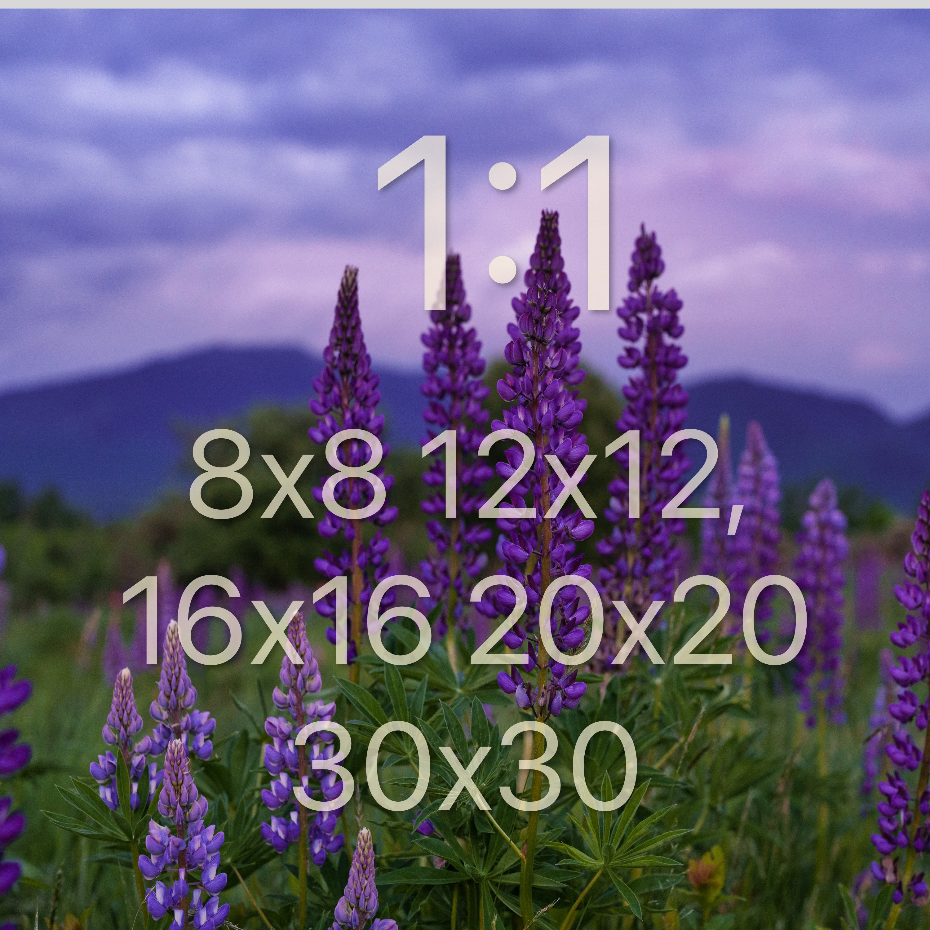 Lupines Blossom in Sugar Hill New Hampshire - Spring Wall Art