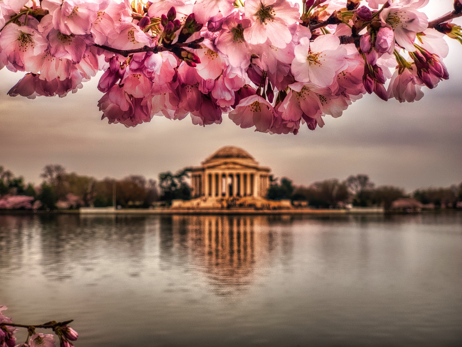 Cherry Blossom in Washington DC National Mall & Jefferson Etsy
