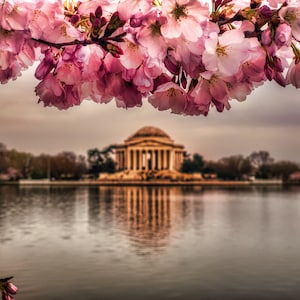 Cherry Blossom in Washington DC National Mall & Jefferson Memorial  - Canvas Print | Photo Paper Print | Framed Photo | Metal Print