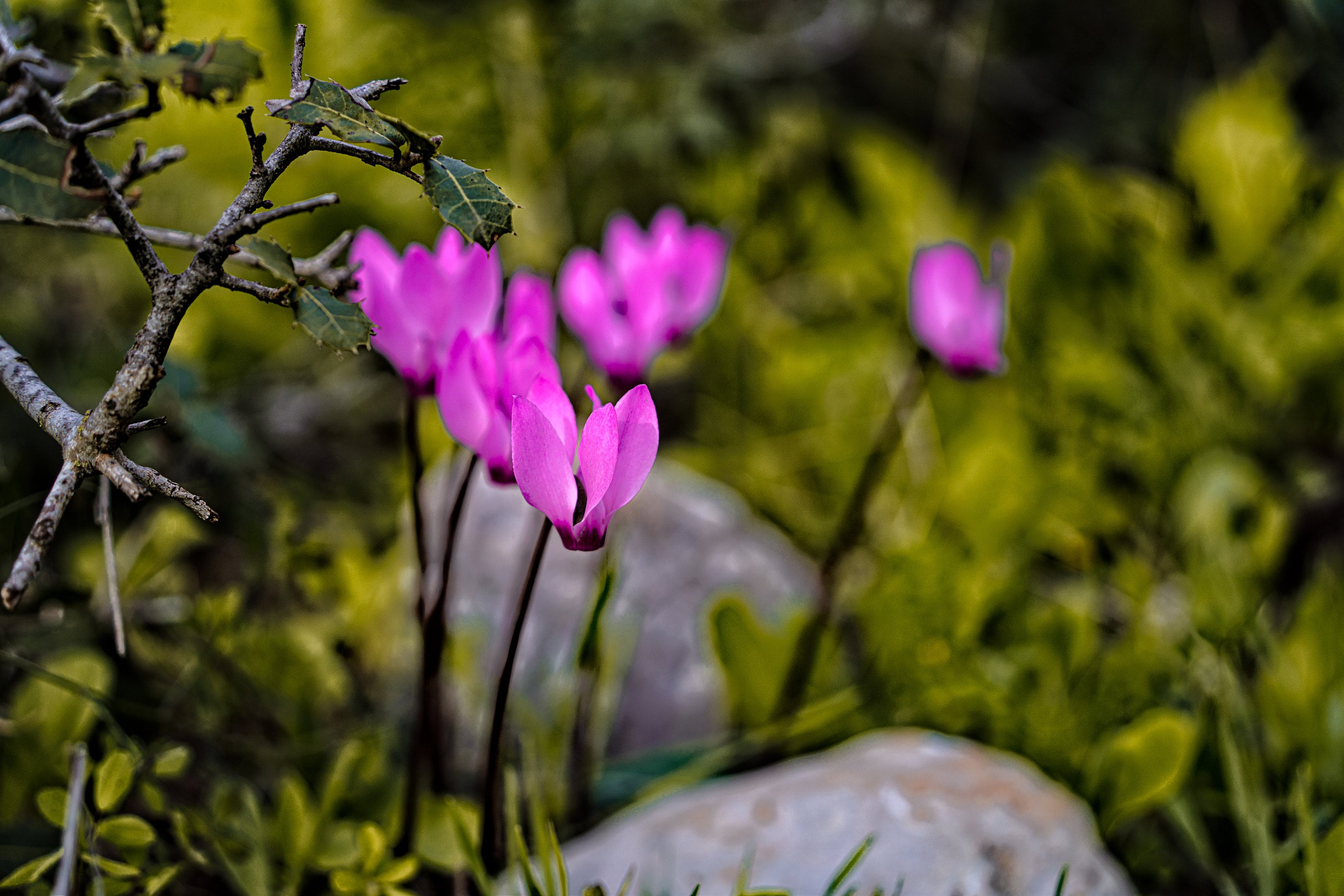 Israel: Rakefet Blossom (cycalamen Flower) in the Rocks | Israel