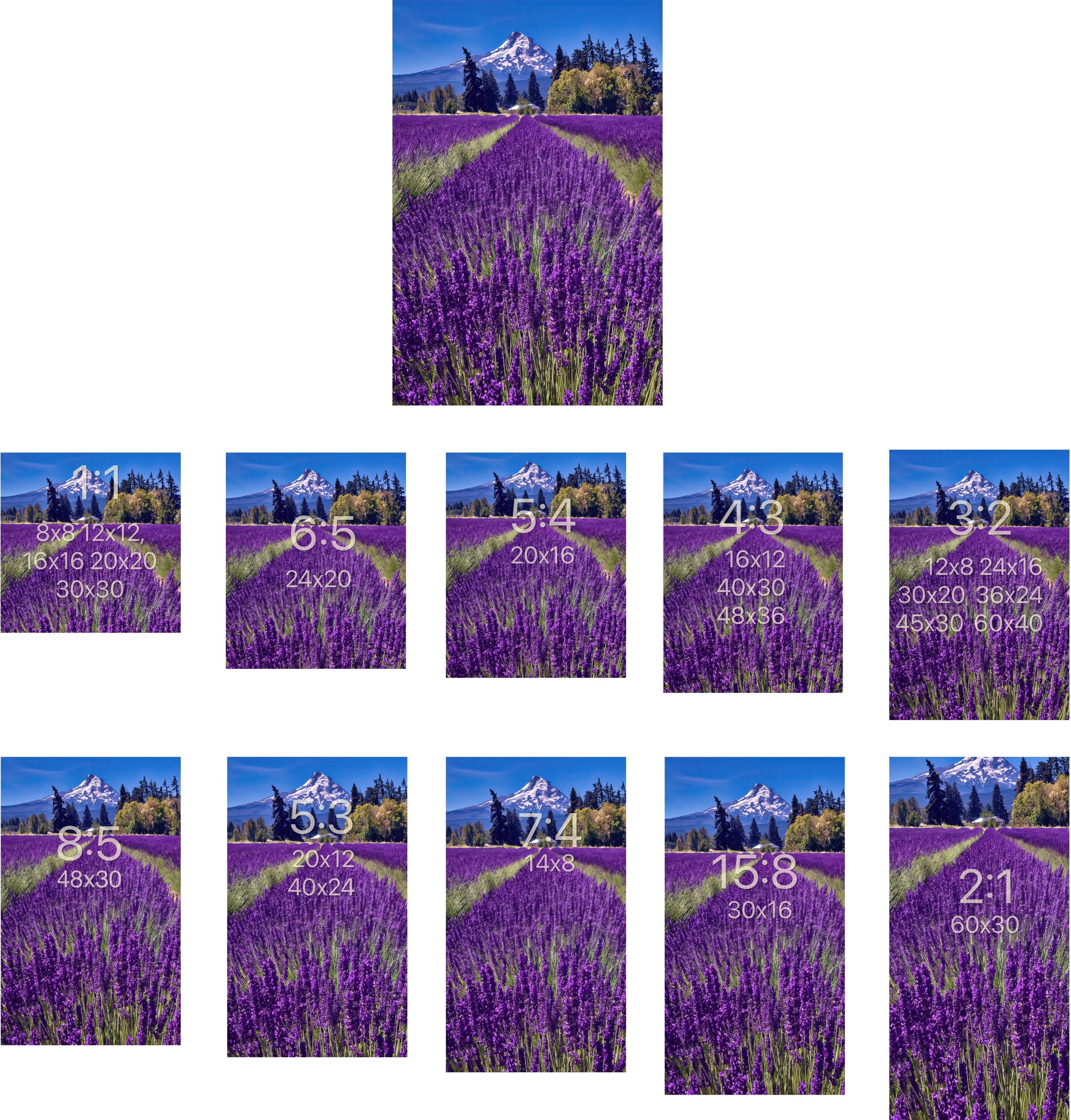Mount Hood Oregon Lavender Fields Photo Print Wall Art | Oregon