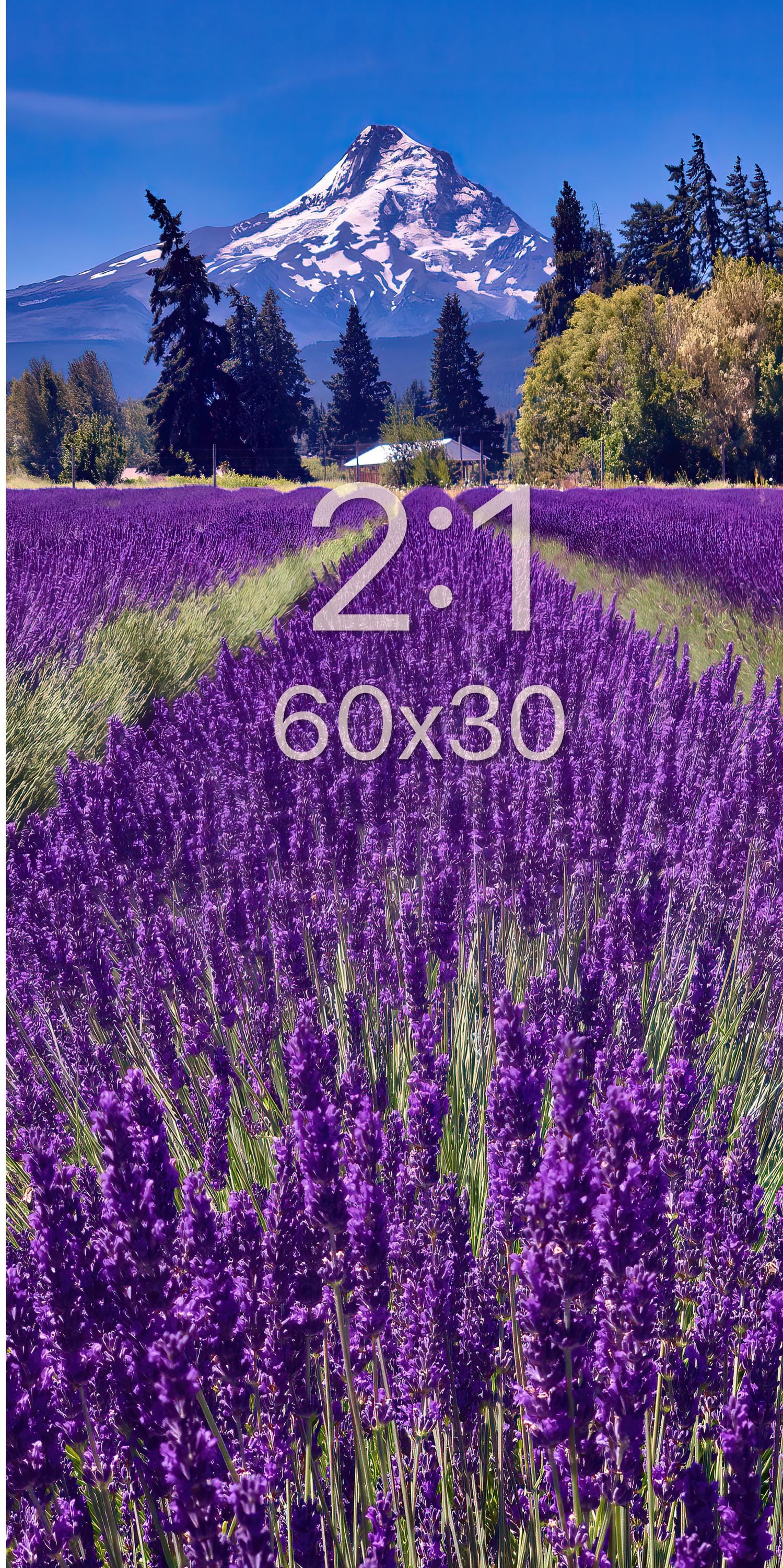 Mount Hood Oregon Lavender Fields Photo Print Wall Art | Oregon