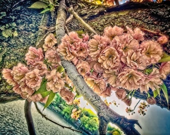 Cherry Blossom | Cherry Blossom Art | Spring Floral Wall Decor | Flowers | Cherry Tree Blossom Wall Art Print | Canvas Photo