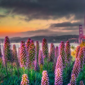San Francisco and Golden Gate Bridge & Pride of Madeira Flower in Sunrise - Canvas Print | Photo Paper Print | Framed Photo | Metal Print