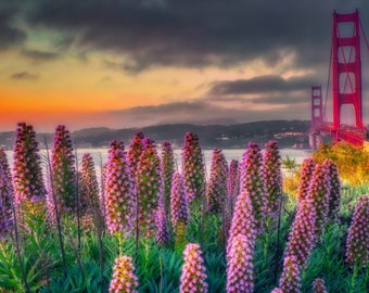 San Francisco and Golden Gate Bridge & Pride of Madeira Flower in Sunrise - Canvas Print | Photo Paper Print | Framed Photo | Metal Print