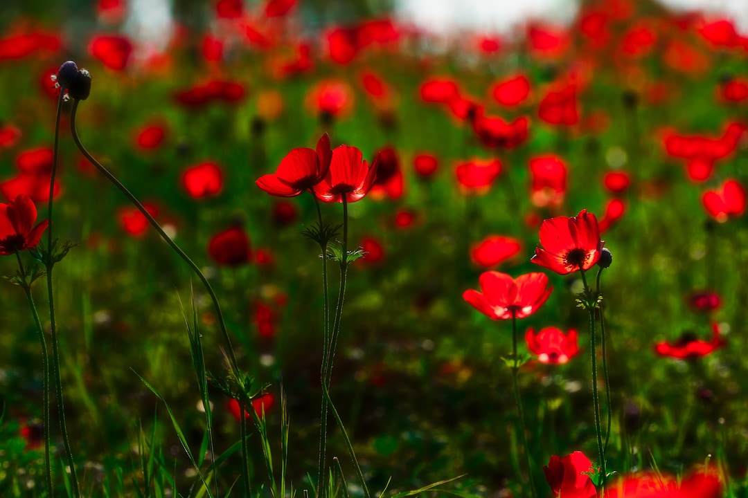 Jewish Nature Spring Spring Flowers Picture - Anemones in the Holy Land - Israel Wild ...