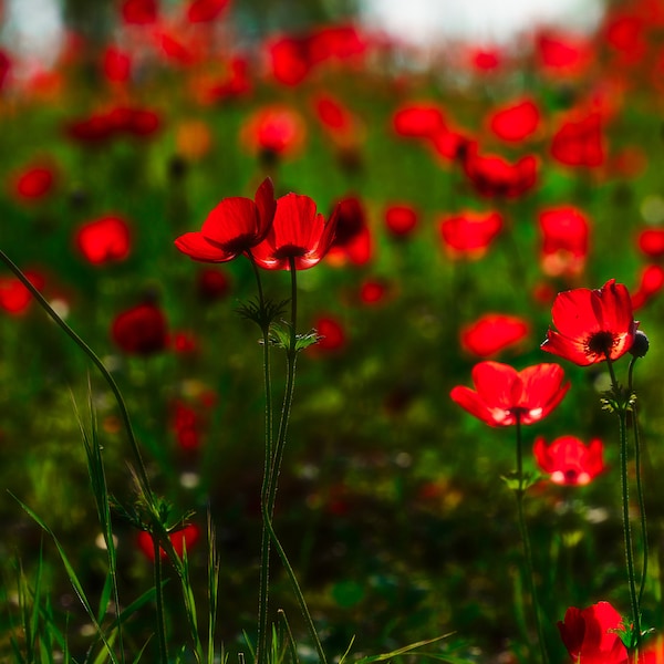 Spring Flowers Picture - Anemones in the Holy Land - Israel Wild Flowers Wall Art, Israel Nature, Israel Landscape Photography Print