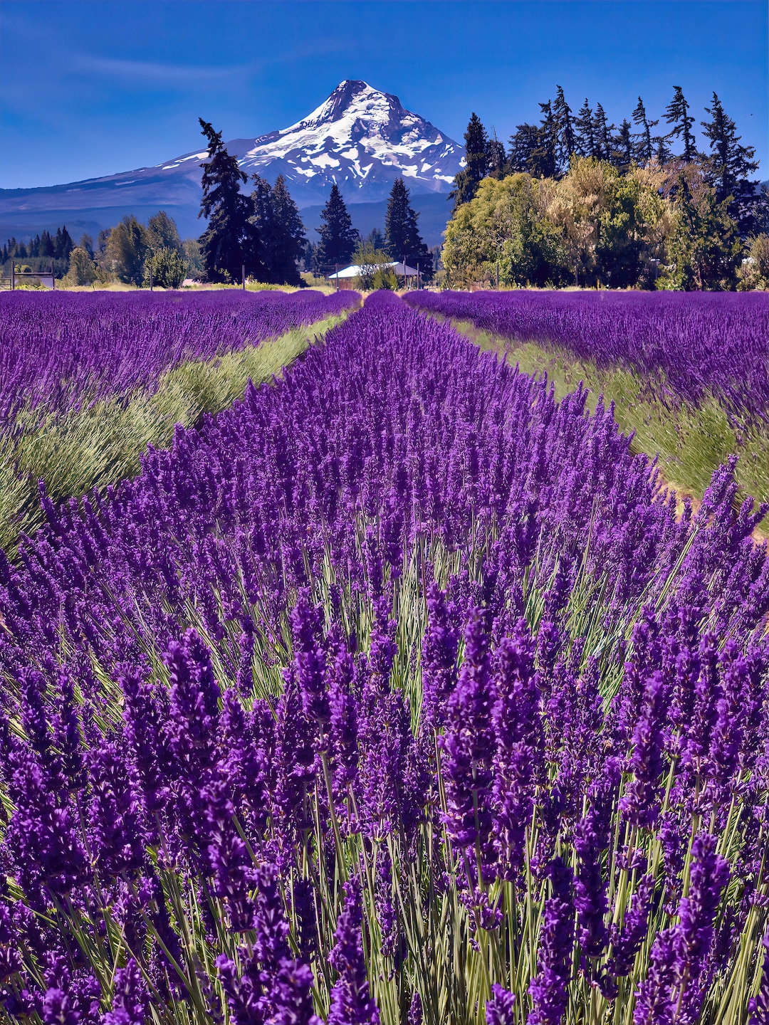 Mount Hood Oregon Lavender Fields Photo Print Wall Art | Oregon