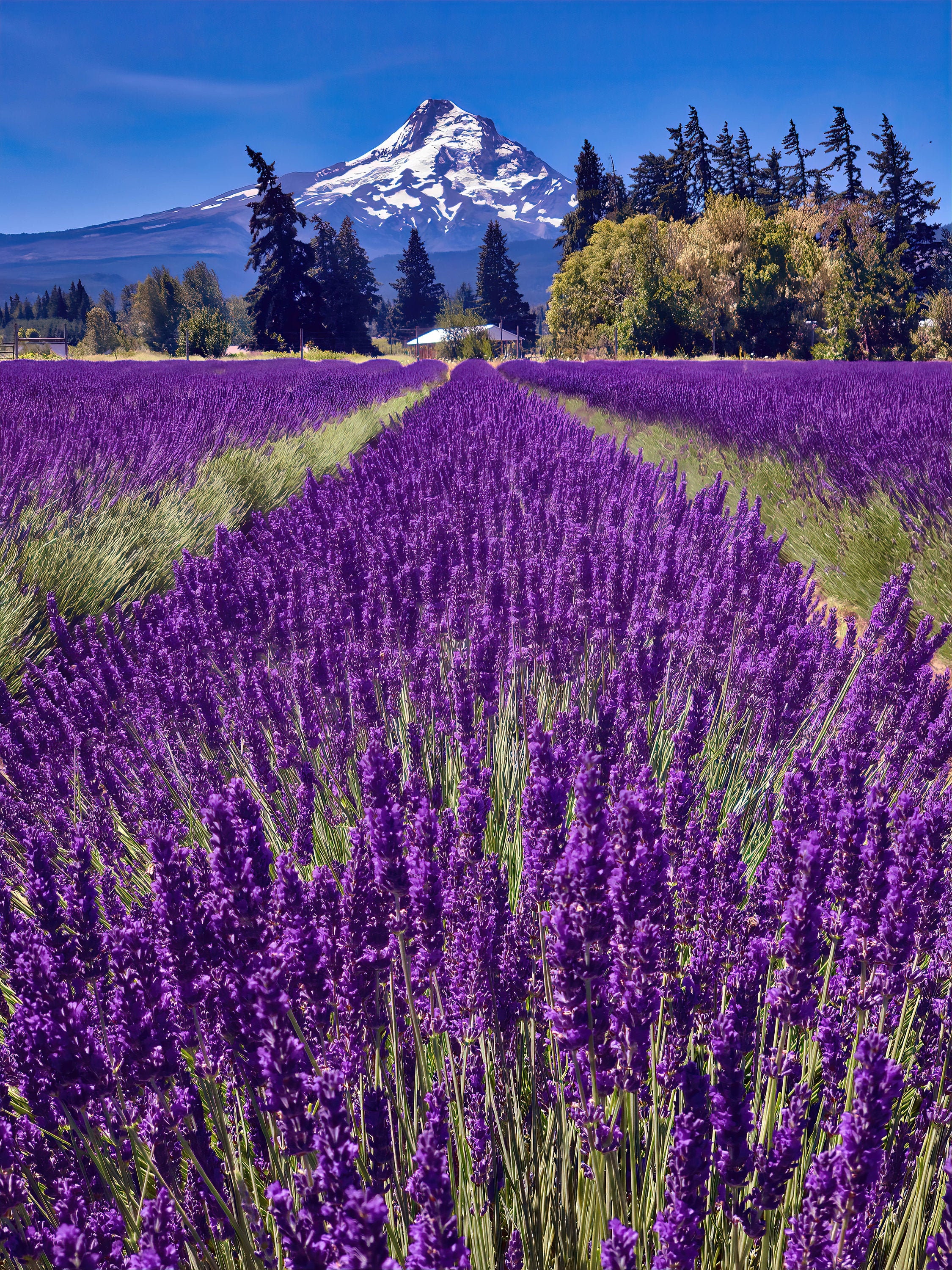 Mount Hood Oregon Lavender Fields Photo Print Wall Art Etsy
