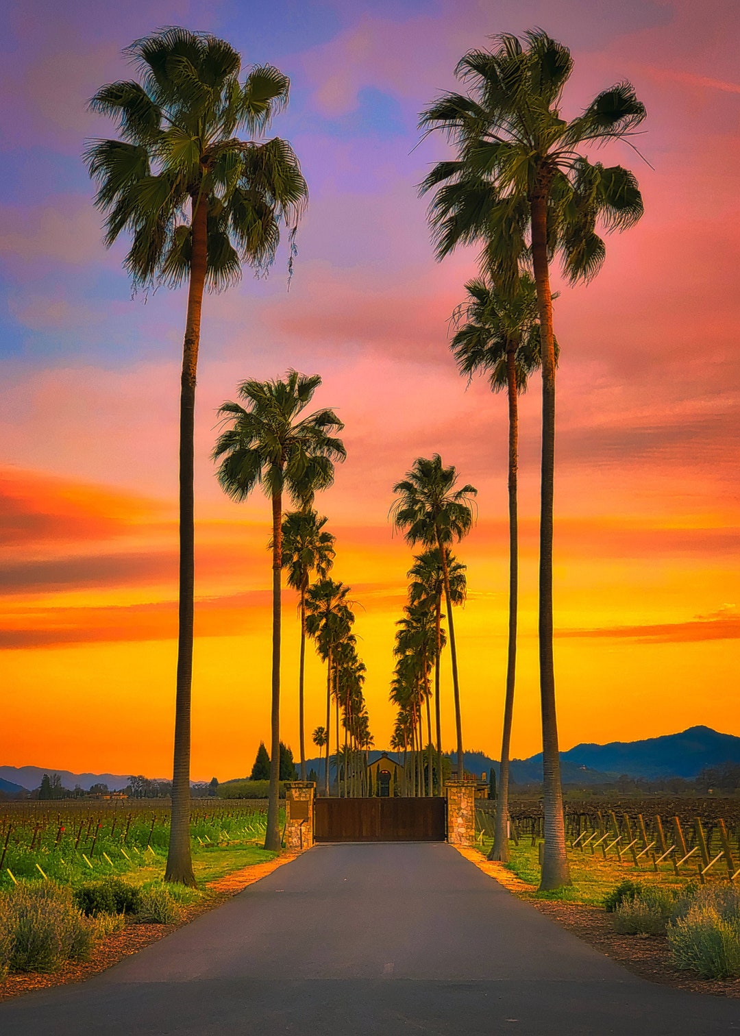 Napa Valley Landscape Winery Sunset Wall Art Napa Valley Art Modern Wall Art Living Room Decor