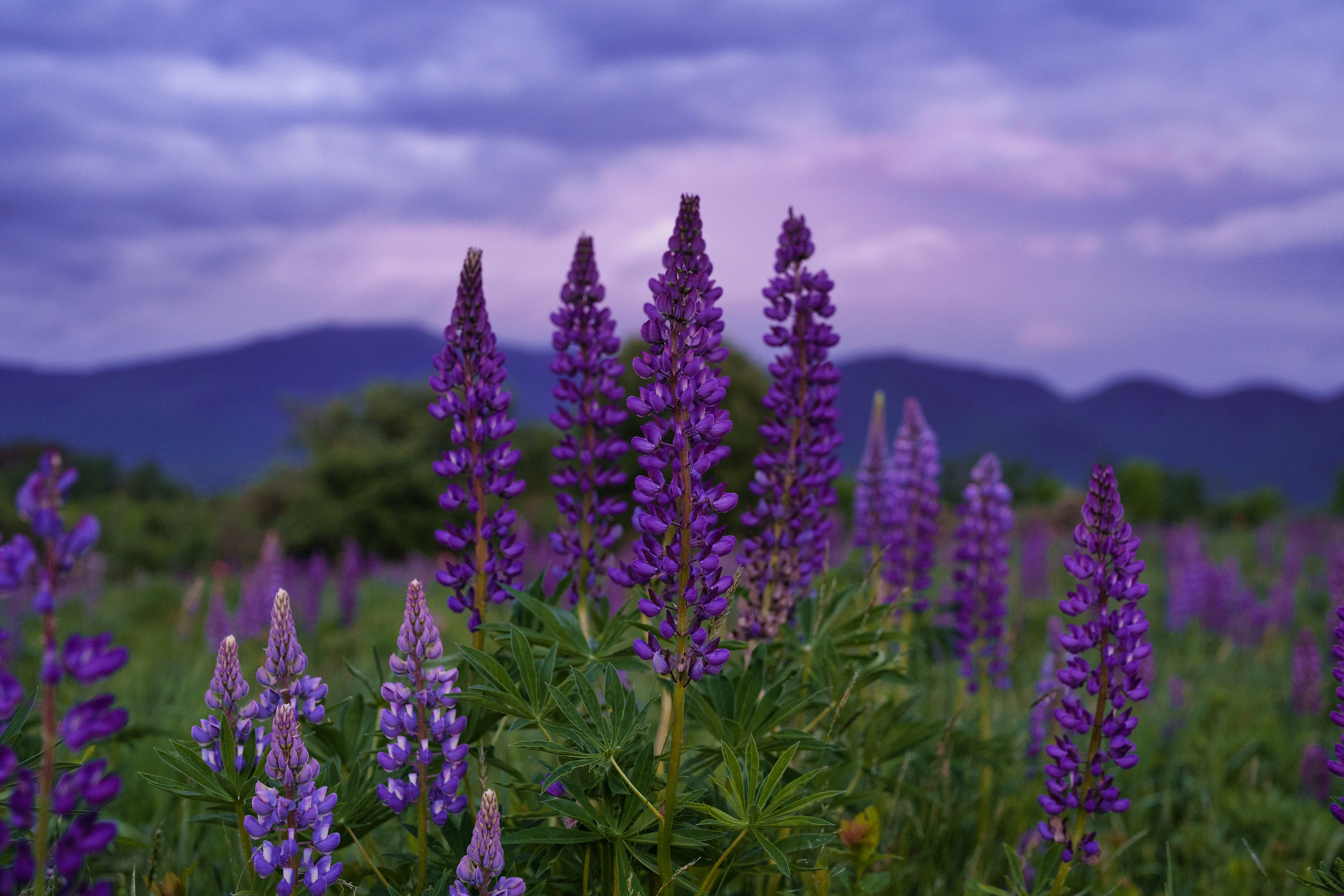 Lupines Blossom - Spring Wall Art in Sugar Hill New Hampshire - Wild Flowers Picture - Spring Flowers - White Mountains Art - New England