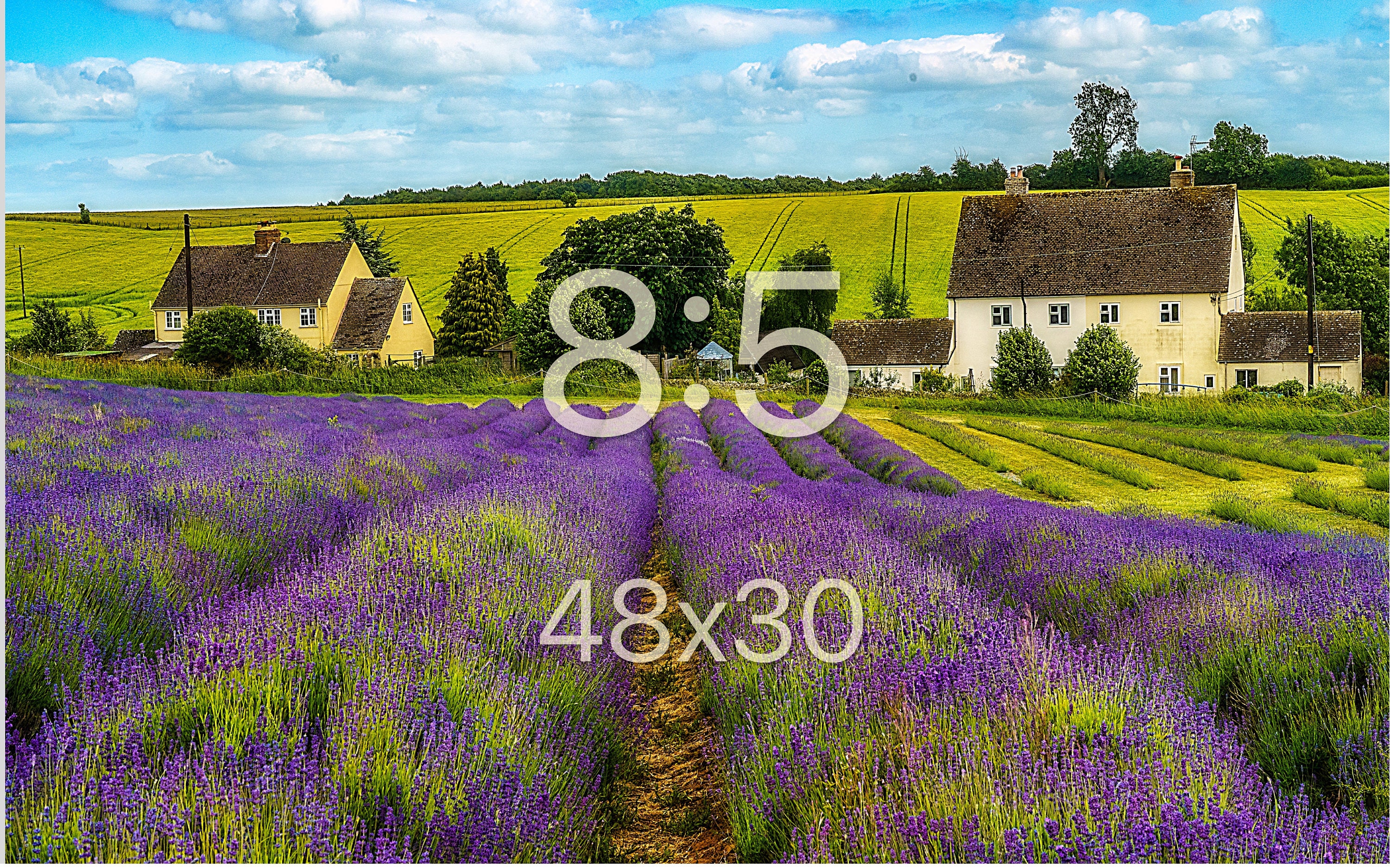 Cotswold Lavender and Cottages Picture Wall Art - England Countryside ...