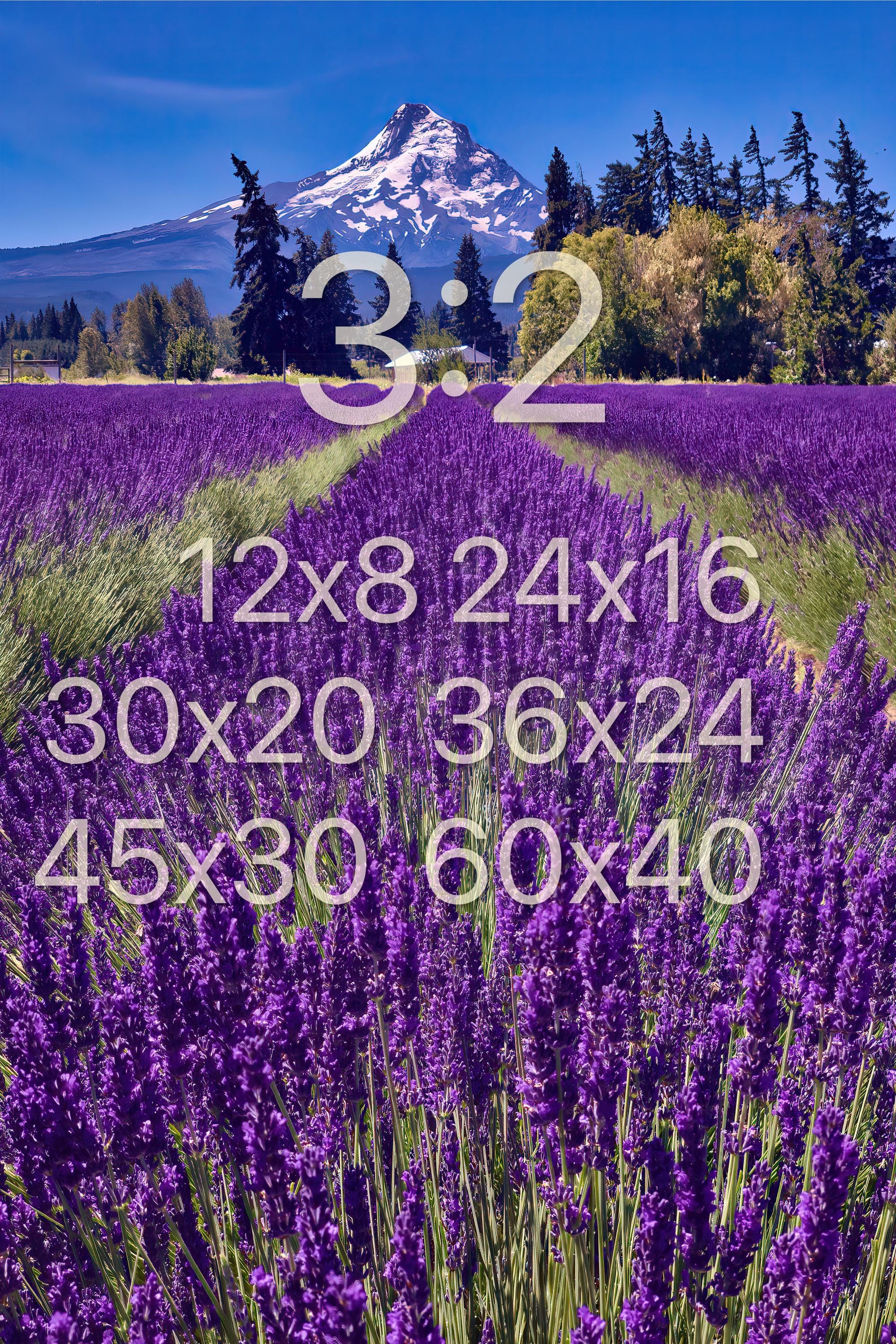 Lavender field ハンドメイドアウトフィットセット 3点 Mount Hood Oregon Lavender Fields Photo Print Wall Art | Oregon