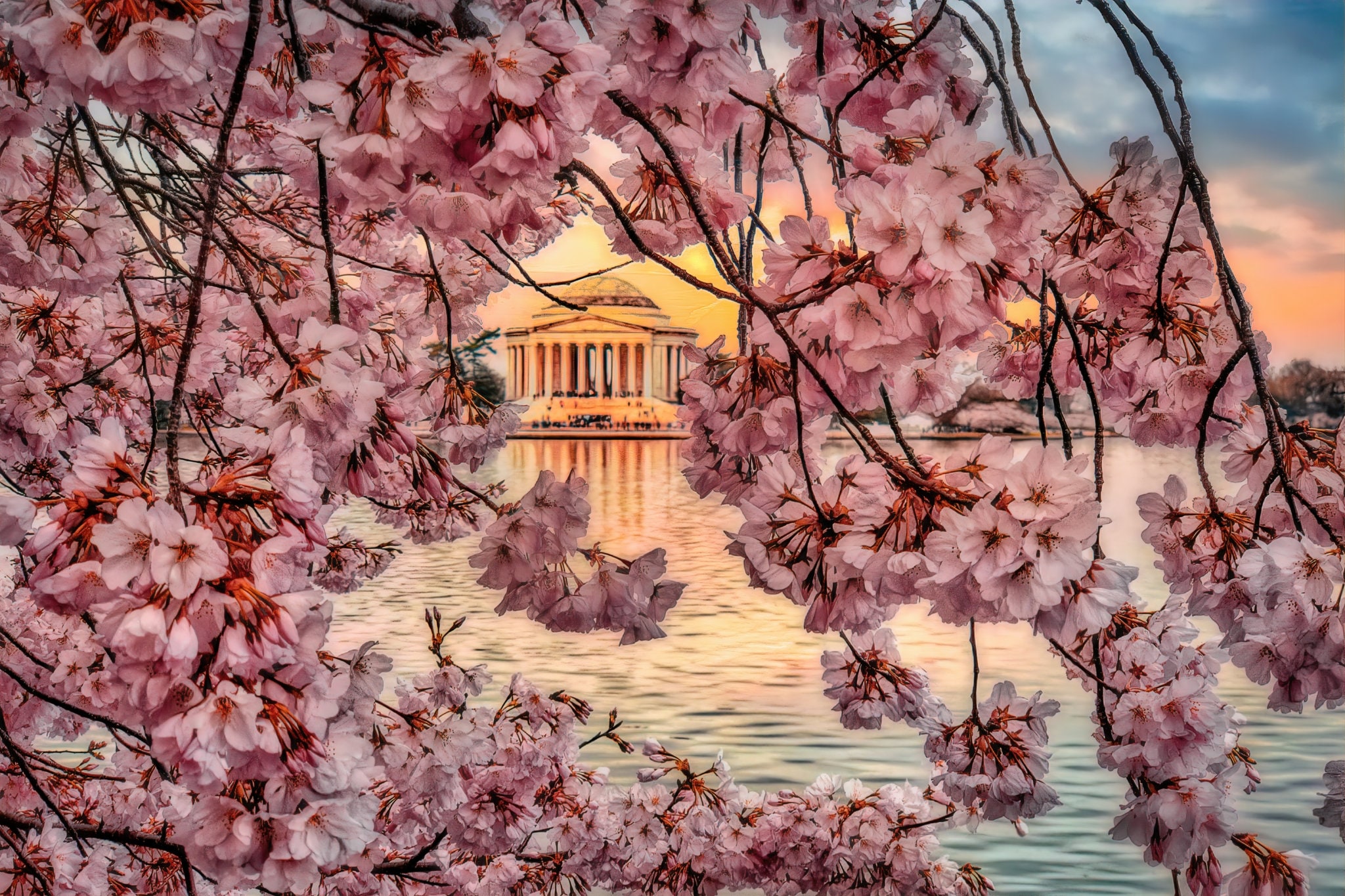 Washington DC - Cherry Blossom Sunset & Jefferson Memorial Photo