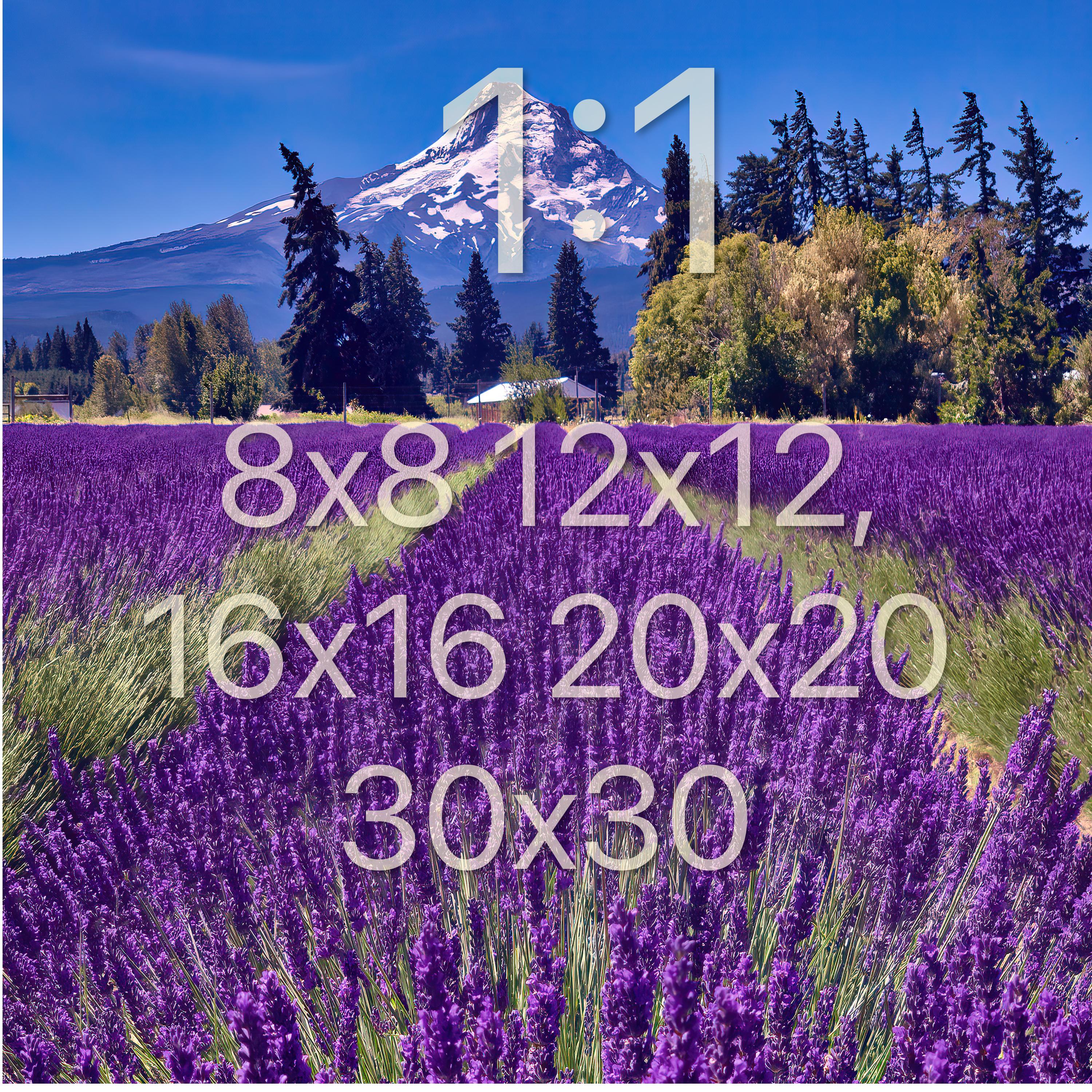 Mount Hood Oregon Lavender Fields Photo Print Wall Art | Oregon