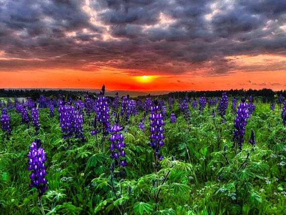 Lupinus 幻想写景 Pastral landscape
同人CD
みかん箱 Israel Flower Art - Lupine Blossom in Sunset | Holy Land