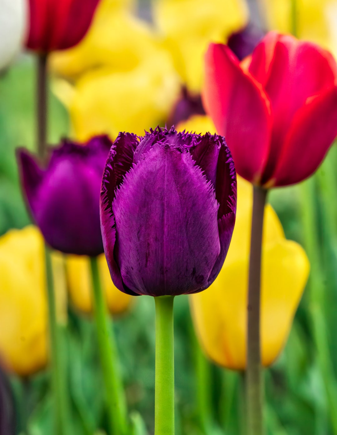 Tulip Blossom Wall Art Tulips Print Picture Gift Floral Art Print Wall