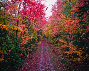 Vermont fall foliage - dirt road in autumn colors | New England Fall | Landscape | Vermont Canvas Print | Photo Paper | Framed Photo | Metal