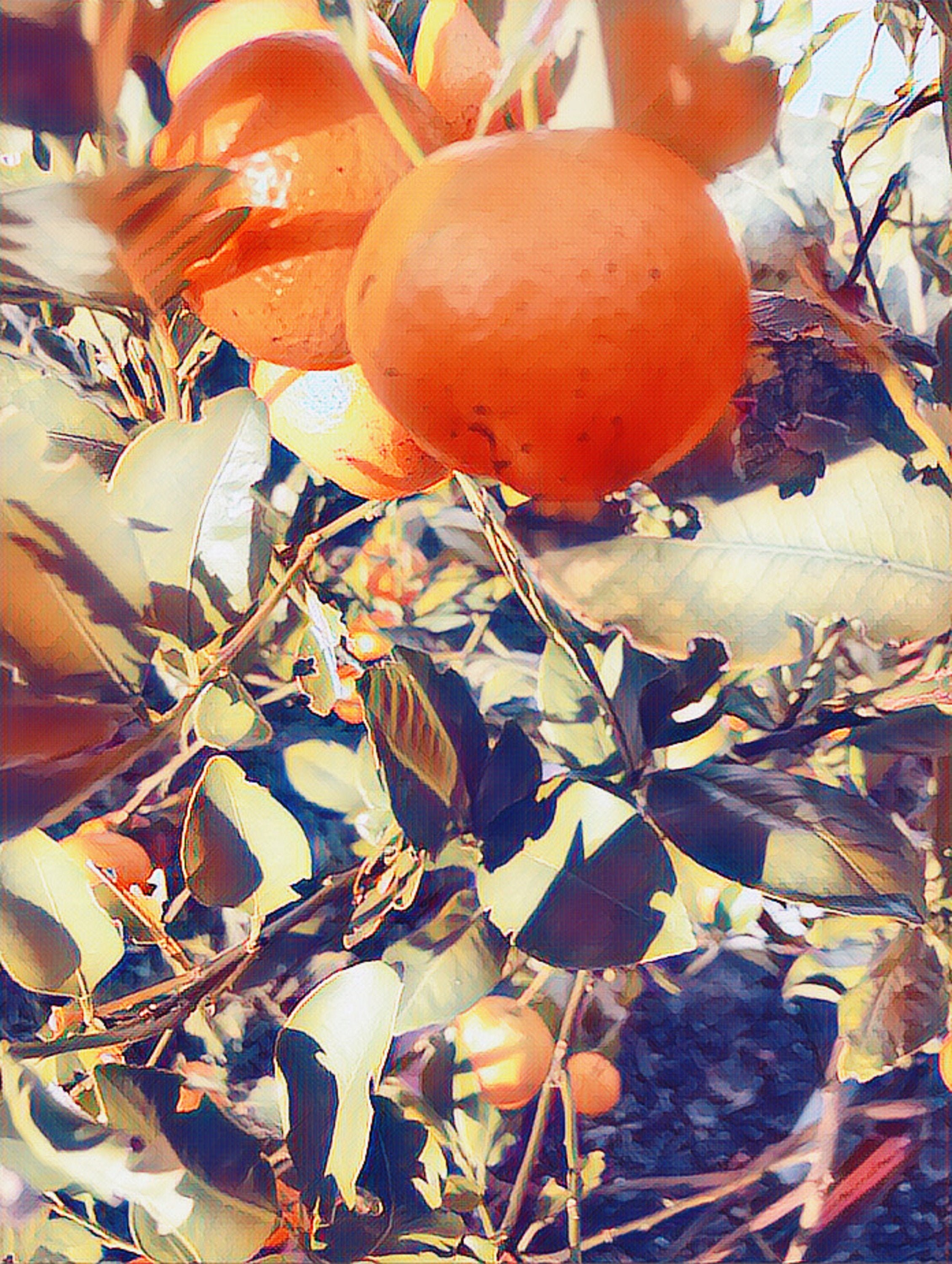 Fruit Tree Photo Etsy