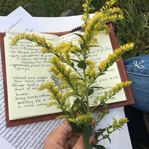 Fresh Goldenrod Elixir (Wild Harvested)