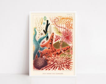 Vintage Great Barrier Reef Poster – Antique Marine Biology Print, Echinoderms Wall Art, Coral Reef Illustration - Australian vintage poster