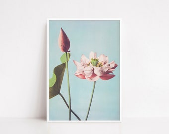 Floral home decor | botanical poster | vintage poster