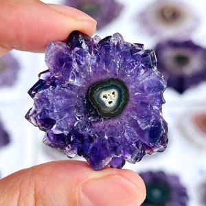 Può includere: Un fiore di ametista viola con un centro verde e bianco. Il fiore ha un diametro di circa 5 cm.
