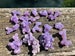 Grape Agate Chalcedony Crystallised Botryoidal Specimen One Piece 