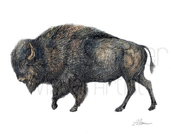 Bison Illustration in Water-color and Black Pen - Digital Download