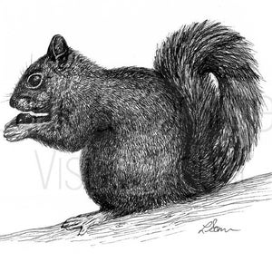 Eichhörnchen Illustration mit schwarzem Stift - Digitaler Download