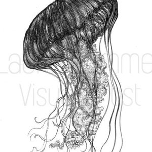 Jellyfish Illustration in Black Pen Digital Download