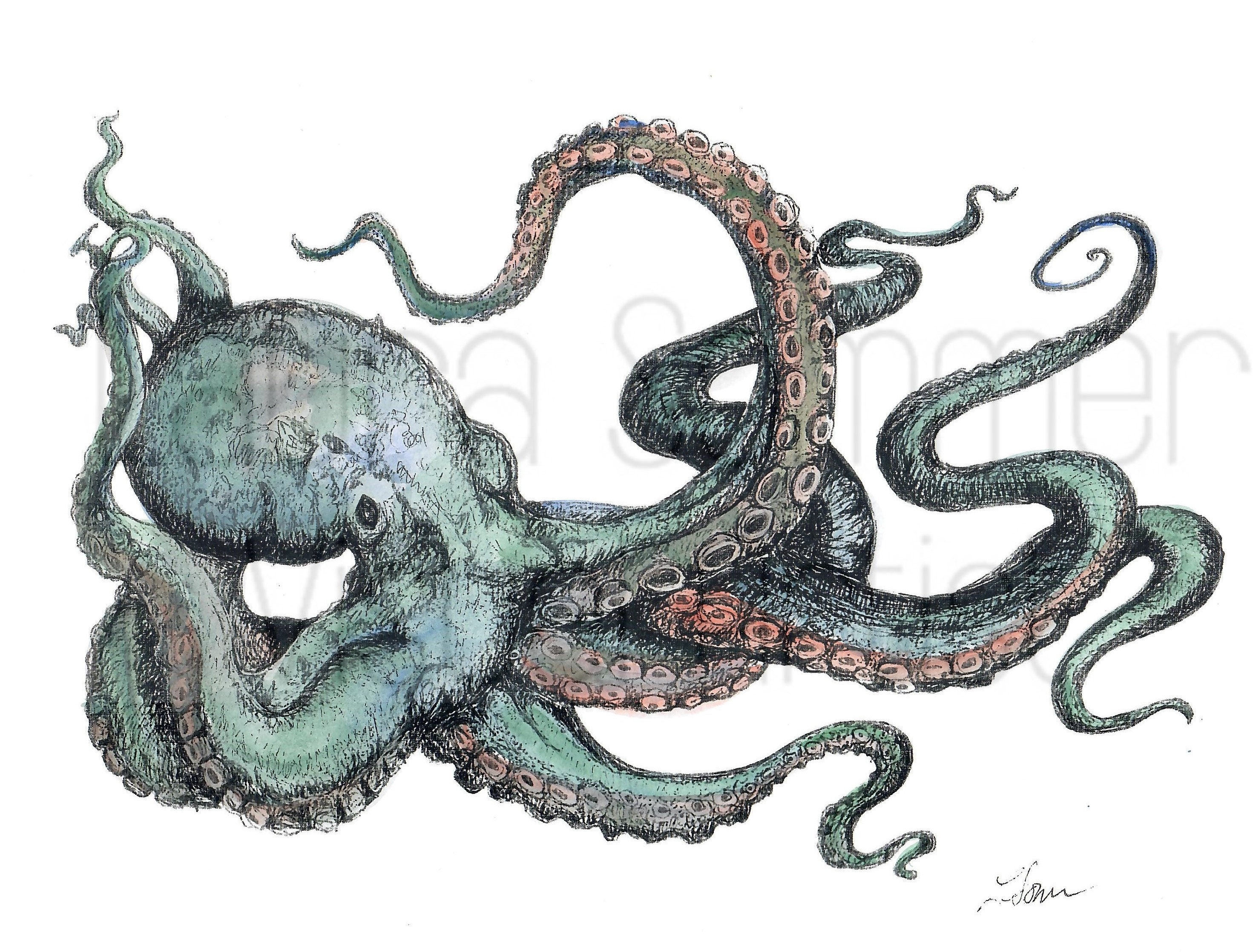 Octopus Illustration